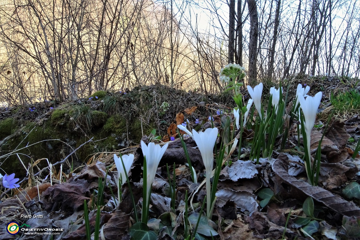 43 Crocus  (Crocus vernus).JPG